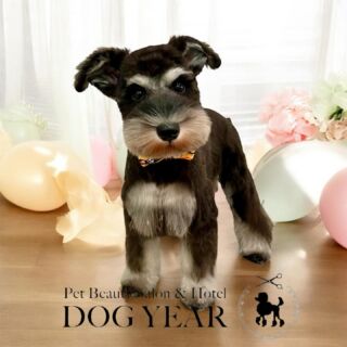 市川真間駅前のペットサロンDOG YEARです。
いつもご愛顧いただき誠にありがとうございます。

【11月中のトリミングご利用のお客様へ】

11月中の土日祝除く【平日】にご来店のお客様につきましては下記指定のコインパーキングご利用の場合は200円分のコインパーキングのサービス券を配布させていただきます。
コインパーキングご利用のお客様は駐車券または駐車証明書のご提示をお願い致します。
満車の場合はご利用ができかねますことを予めご了承お願い致します。

【指定コインパーキングについて】
リパーク市川真間駅前
〒272-0035
千葉県市川市新田5丁目6-9

LINEのプロフィールから【SNSやホームページで写真を公開しても良い】にチェック頂いてるご新規様一部わんちゃん猫ちゃんのお写真を掲載させていただいております。

#市川 #市川駅 #市川真間駅 #市川ペットサロン #市川真間 #市川トリミング #市川ペットホテル　#いぬすたぐらむ #ねこすたぐらむ