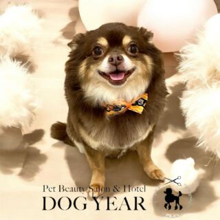 市川真間駅前のペットサロンDOG YEARです。
いつもご愛顧いただき誠にありがとうございます。

【11月中のトリミングご利用のお客様へ】

11月中の土日祝除く【平日】にご来店のお客様につきましては下記指定のコインパーキングご利用の場合は200円分のコインパーキングのサービス券を配布させていただきます。
コインパーキングご利用のお客様は駐車券または駐車証明書のご提示をお願い致します。
満車の場合はご利用ができかねますことを予めご了承お願い致します。

【指定コインパーキングについて】
リパーク市川真間駅前
〒272-0035
千葉県市川市新田5丁目6-9

LINEのプロフィールから【SNSやホームページで写真を公開しても良い】にチェック頂いてるご新規様一部わんちゃん猫ちゃんのお写真を掲載させていただいております。

#市川 #市川駅 #市川真間駅 #市川ペットサロン #市川真間 #市川トリミング #市川ペットホテル　#いぬすたぐらむ #ねこすたぐらむ