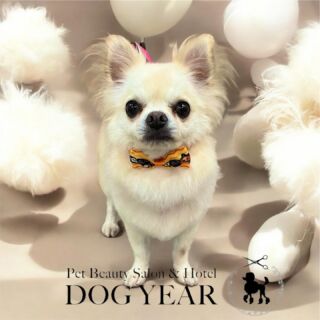 市川真間駅前のペットサロンDOG YEARです。
いつもご愛顧いただき誠にありがとうございます。

【11月中のトリミングご利用のお客様へ】

11月中の土日祝除く【平日】にご来店のお客様につきましては下記指定のコインパーキングご利用の場合は200円分のコインパーキングのサービス券を配布させていただきます。
コインパーキングご利用のお客様は駐車券または駐車証明書のご提示をお願い致します。
満車の場合はご利用ができかねますことを予めご了承お願い致します。

【指定コインパーキングについて】
リパーク市川真間駅前
〒272-0035
千葉県市川市新田5丁目6-9

LINEのプロフィールから【SNSやホームページで写真を公開しても良い】にチェック頂いてるご新規様一部わんちゃん猫ちゃんのお写真を掲載させていただいております。

#市川 #市川駅 #市川真間駅 #市川ペットサロン #市川真間 #市川トリミング #市川ペットホテル　#いぬすたぐらむ #ねこすたぐらむ