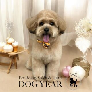 市川真間駅前のペットサロンDOG YEARです。
いつもご愛顧いただき誠にありがとうございます。

【11月中のトリミングご利用のお客様へ】

11月中の土日祝除く【平日】にご来店のお客様につきましては下記指定のコインパーキングご利用の場合は200円分のコインパーキングのサービス券を配布させていただきます。
コインパーキングご利用のお客様は駐車券または駐車証明書のご提示をお願い致します。
満車の場合はご利用ができかねますことを予めご了承お願い致します。

【指定コインパーキングについて】
リパーク市川真間駅前
〒272-0035
千葉県市川市新田5丁目6-9

LINEのプロフィールから【SNSやホームページで写真を公開しても良い】にチェック頂いてるご新規様一部わんちゃん猫ちゃんのお写真を掲載させていただいております。

#市川 #市川駅 #市川真間駅 #市川ペットサロン #市川真間 #市川トリミング #市川ペットホテル　#いぬすたぐらむ #ねこすたぐらむ